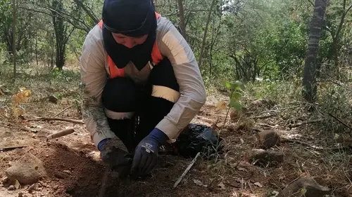 reforestacion