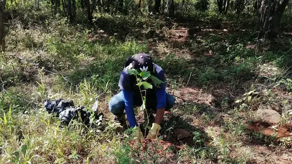 reforestacion