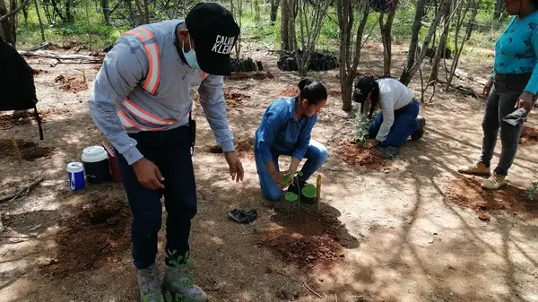 reforestacion